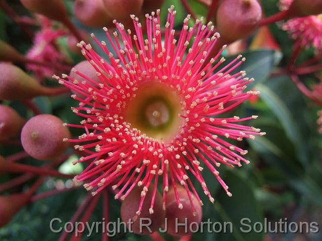 Eucalyptus flower_2